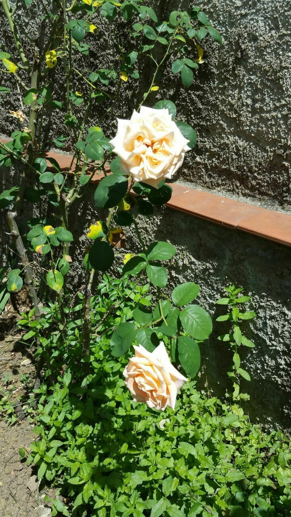 La Villa Nei Fiori Φλωρεντία Εξωτερικό φωτογραφία